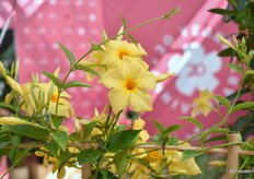 De Sundaville Gold heeft een unieke gele kleur. Het is een sterke plant met veel bloemen, door bloeiend en heeft goede transport eigenschappen.